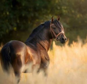 Andalusian Horse Sultan